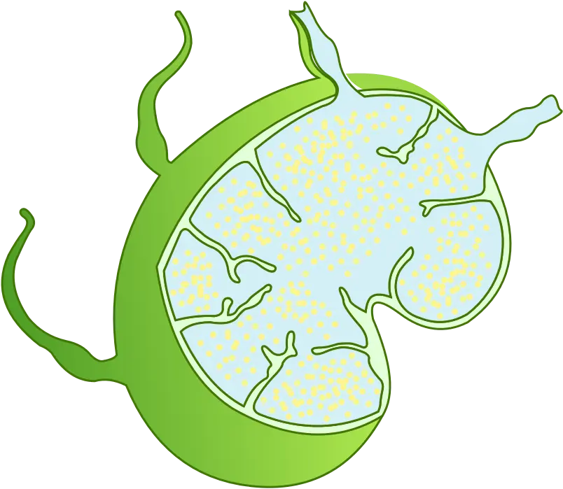 A lymph node containing lymphocytes