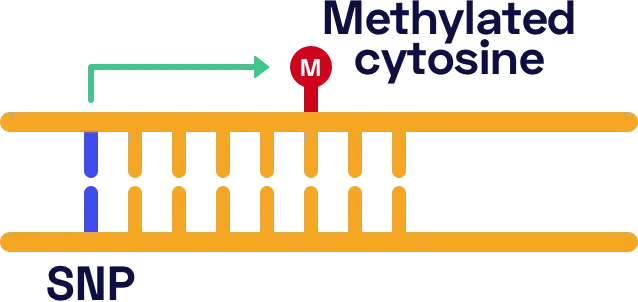 Some genetic variants are linked to aging-associated methylation patterns.