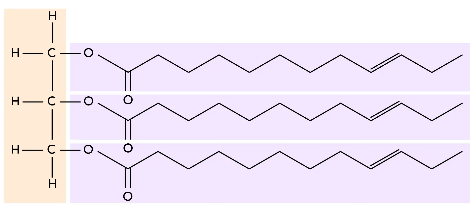 The 'tri' in triglycerides refers to the three fatty acid chains.