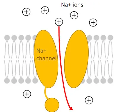Voltage-Gated Sodium (Na+) Channels