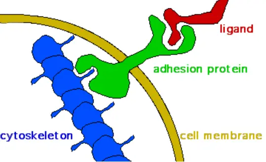 Cell Adhesion