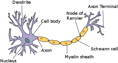 Neuron Structure