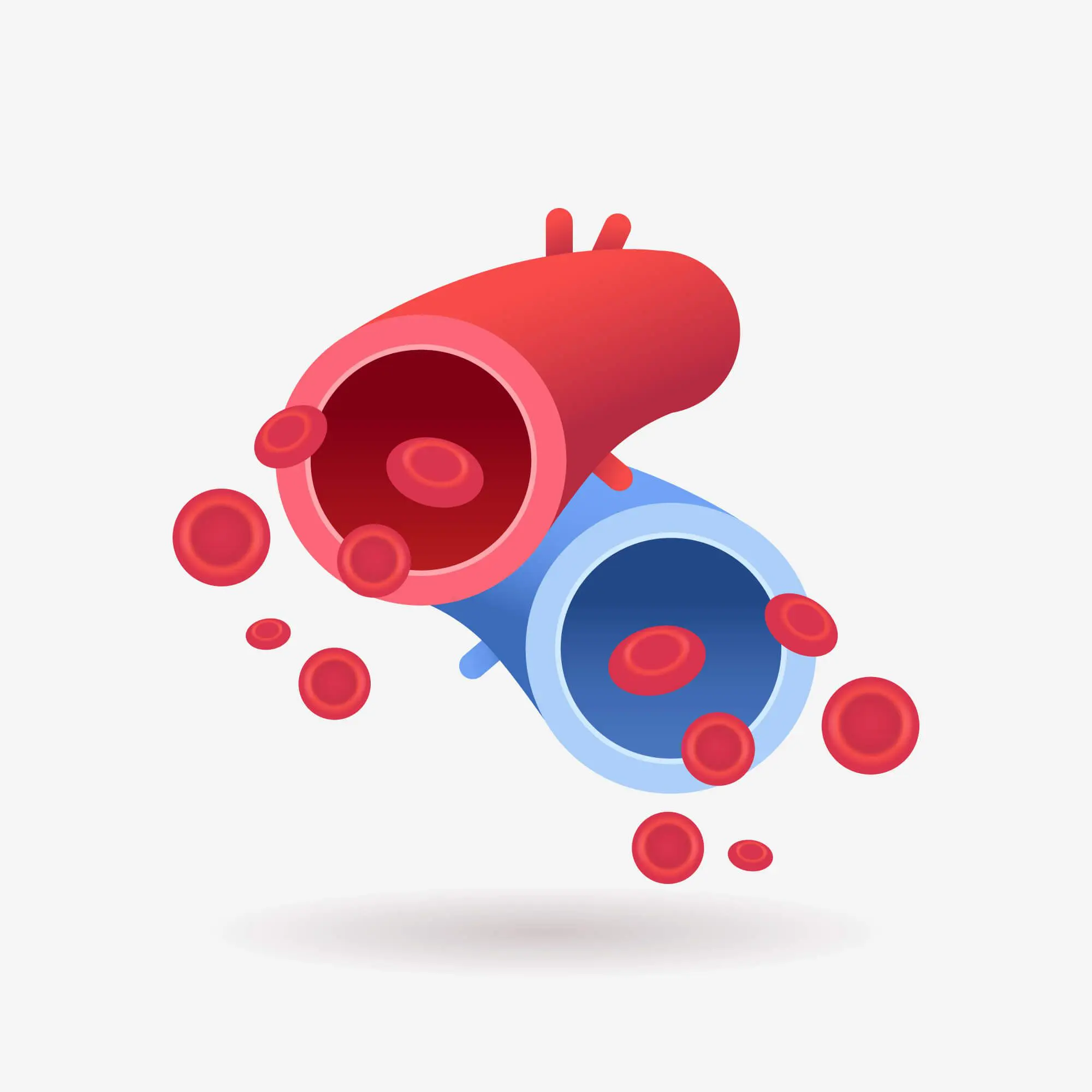 Veins and arteries make up our vasculature.